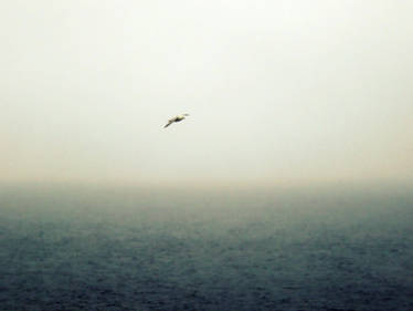 Bird flying over the sea