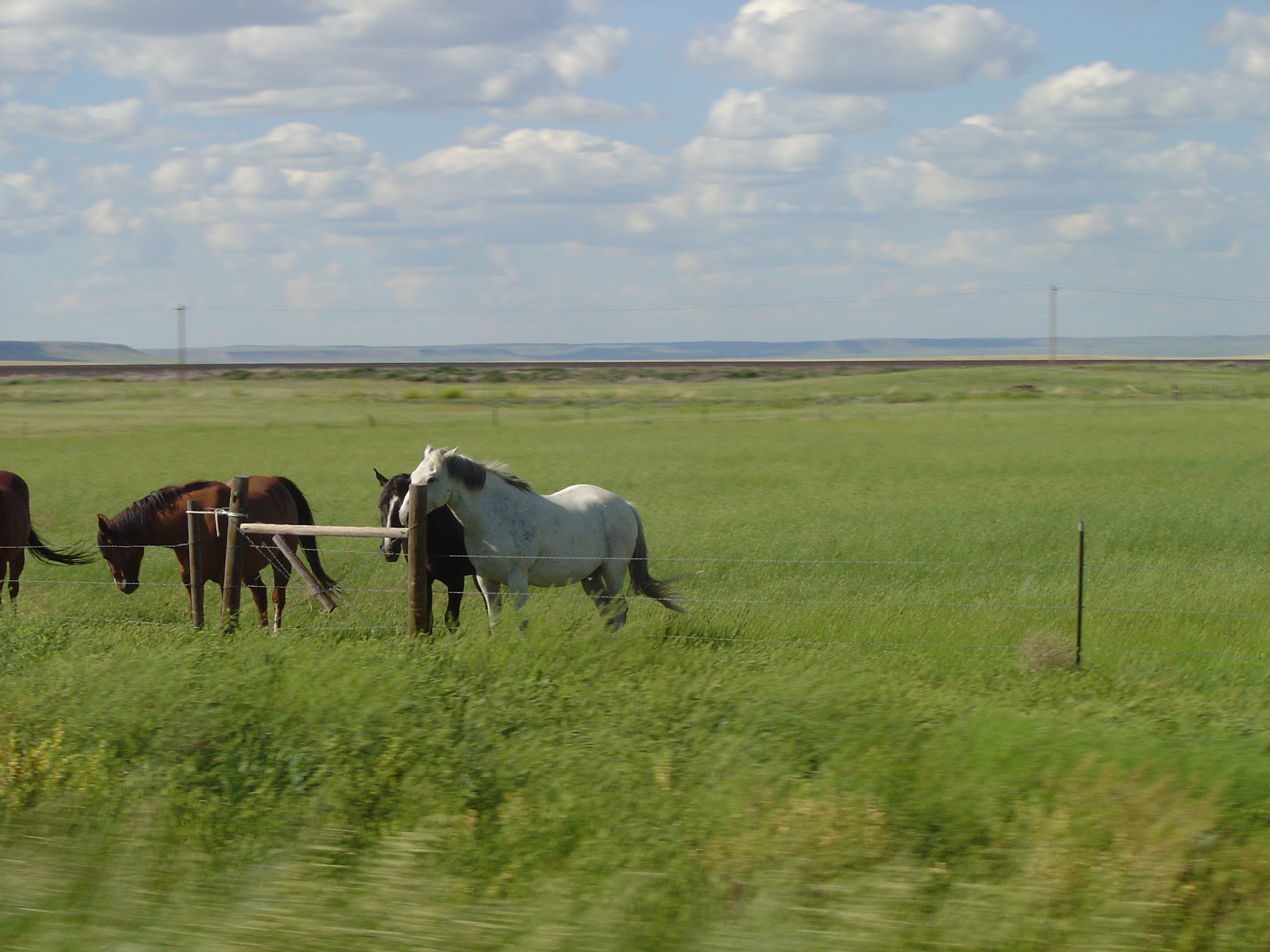 Horses in Field