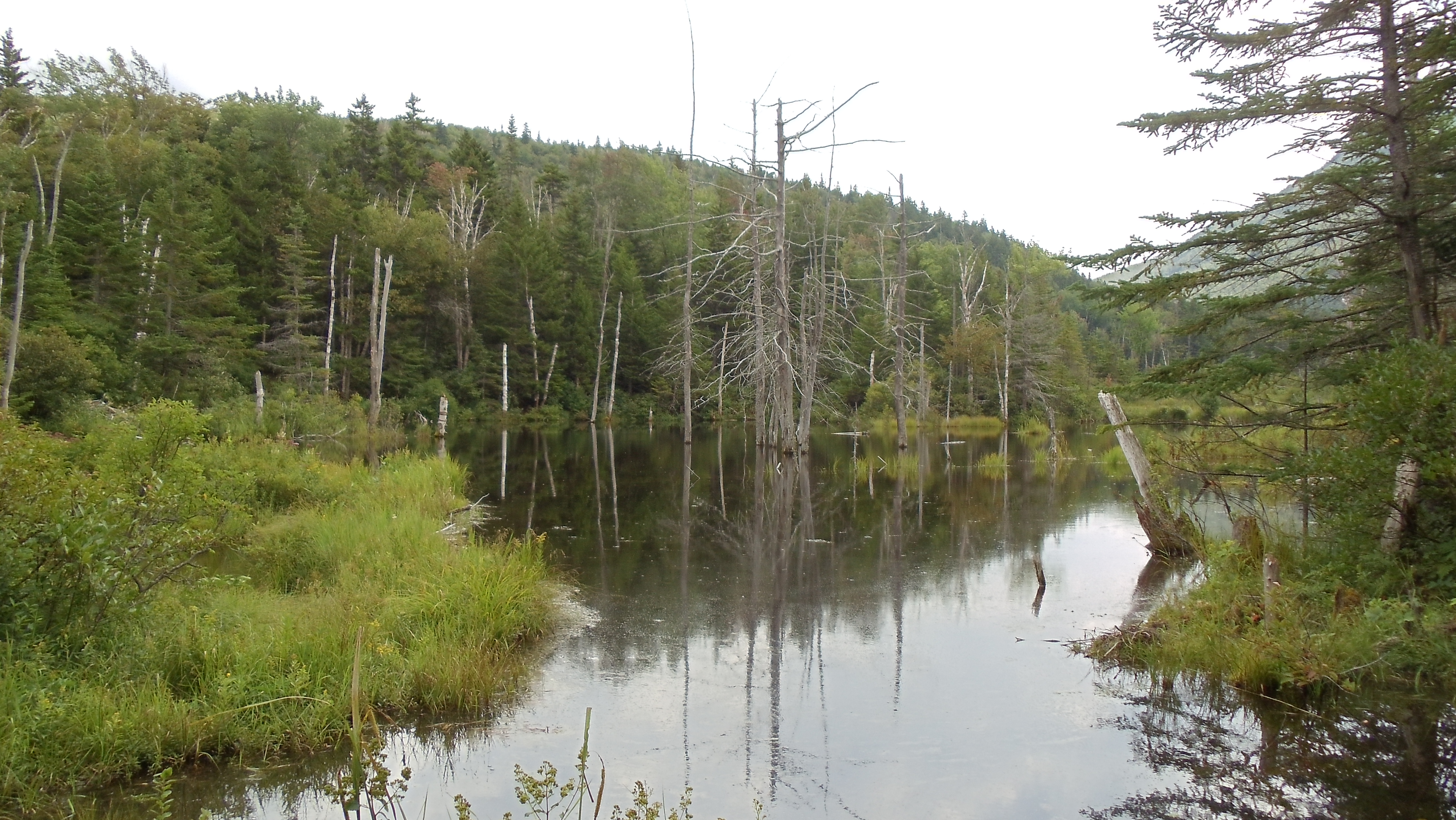 Trees in the Water