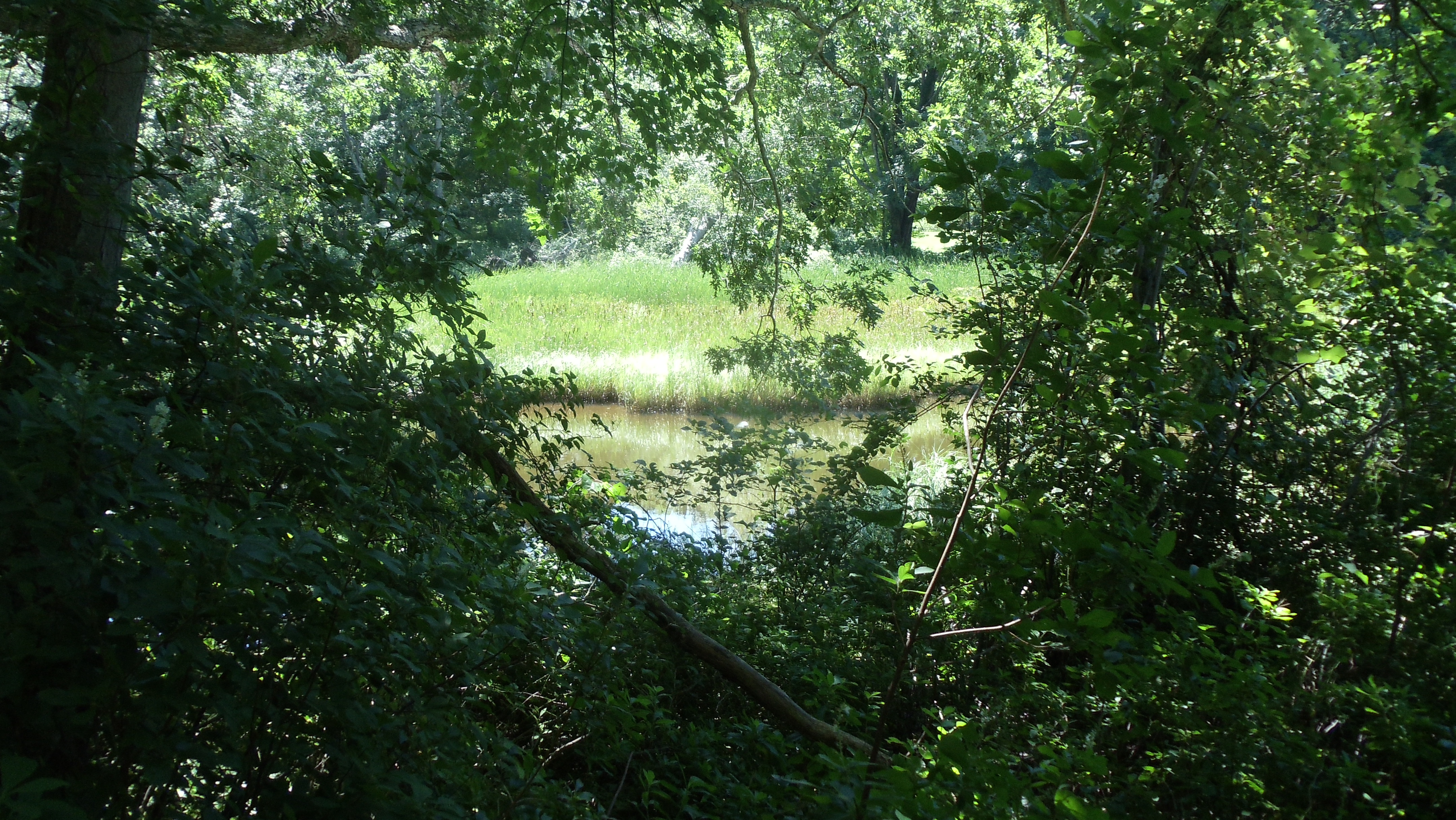 Hidden Pond