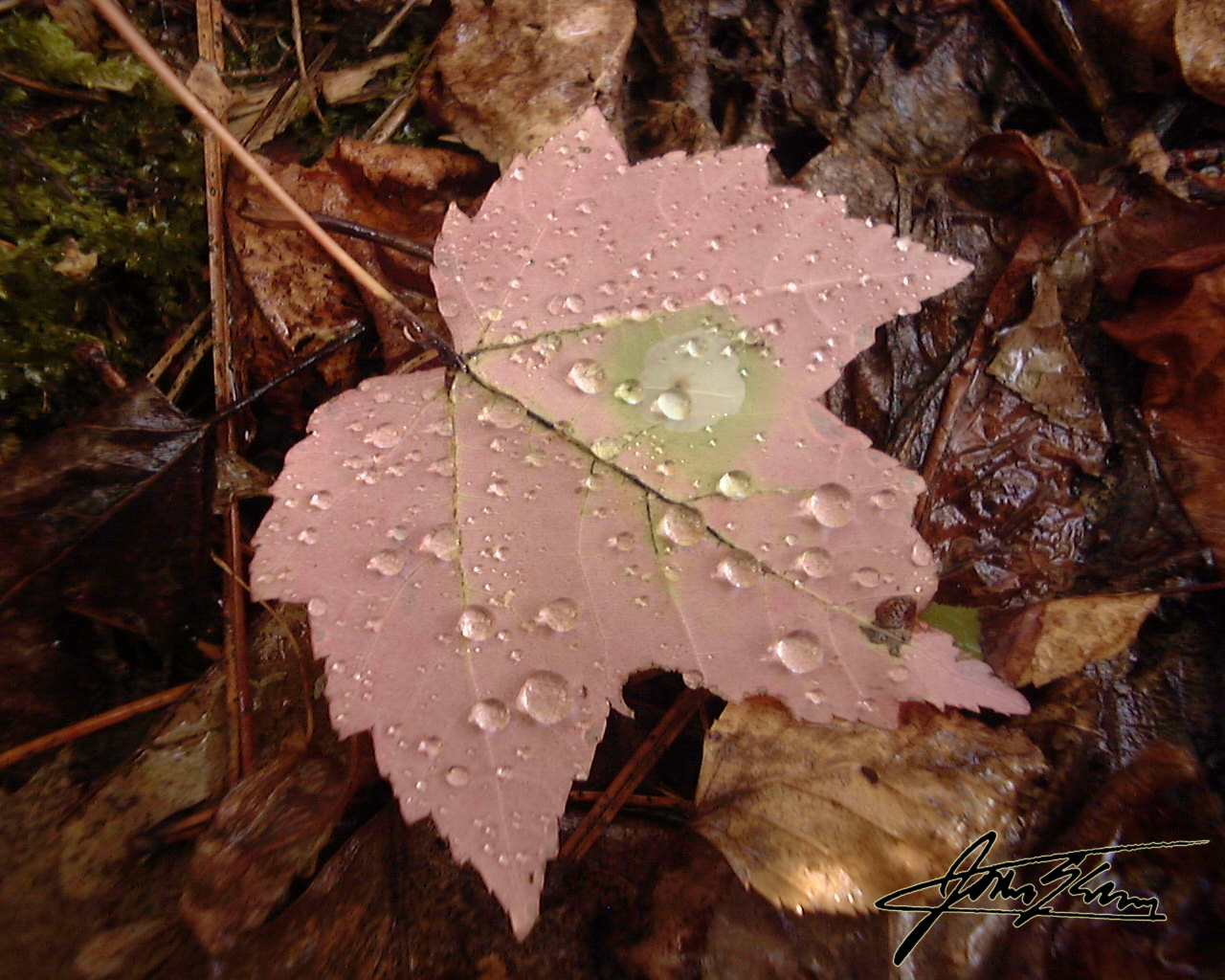 Dew leaf 5