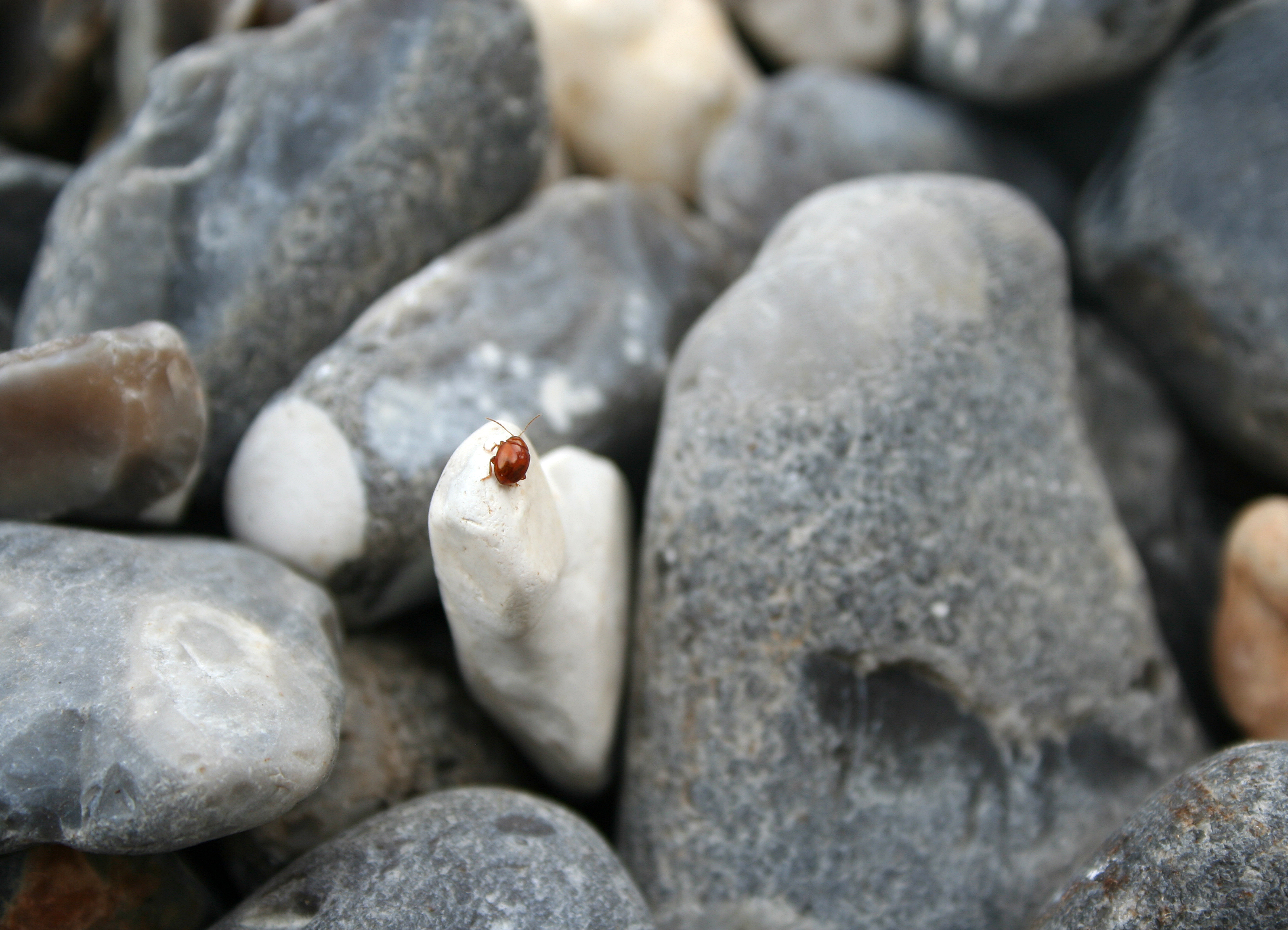 beetle 'on the rocks'