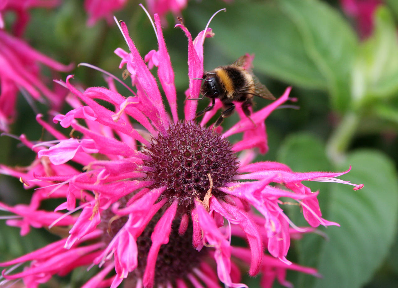 frayed pink