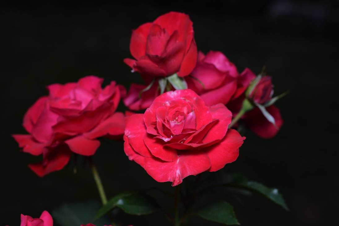 High Resolution Red Roses Free Stock photo flowers high resolution Red Roses by JK-Gallery on ...