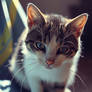 My cat photo edit + new video