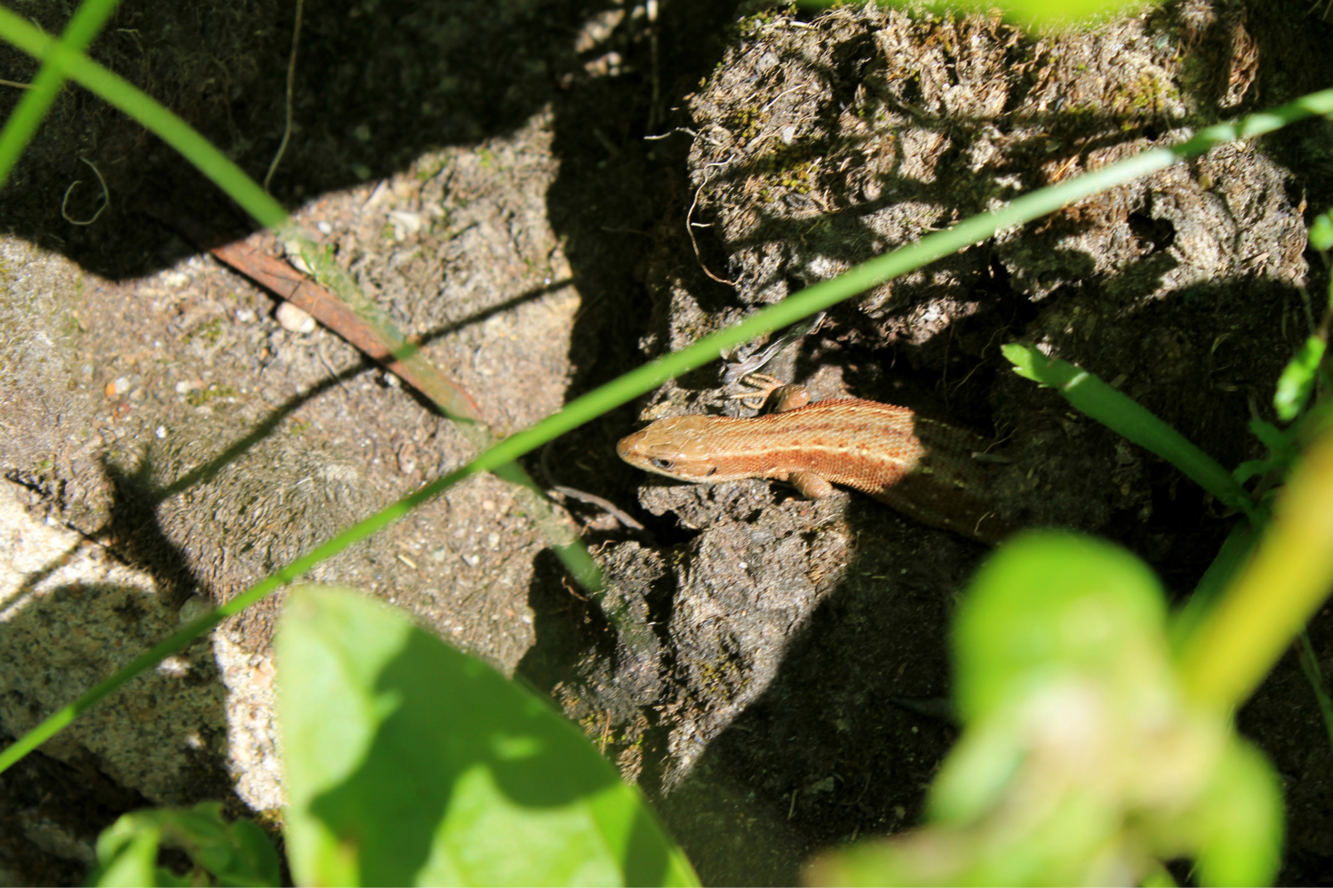 Common Lizard