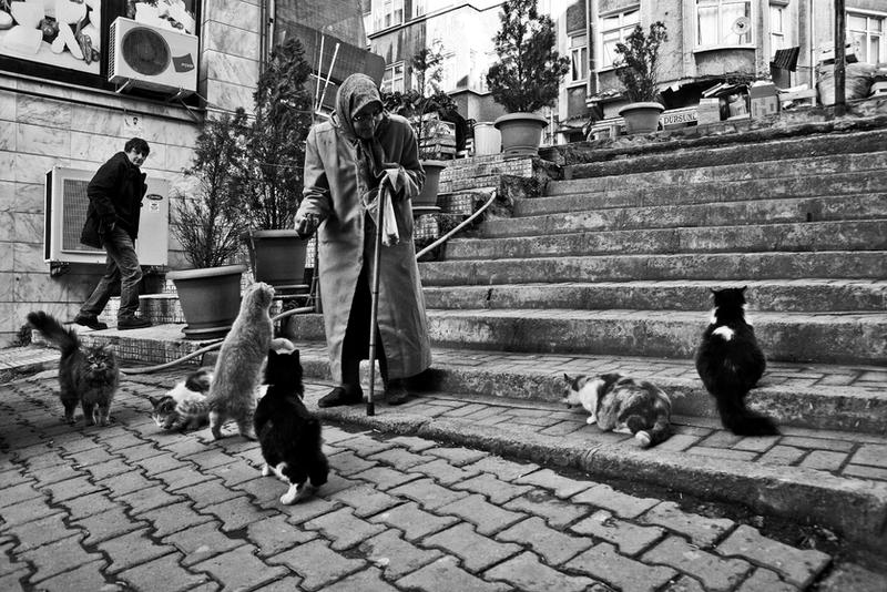 Old woman and cats 2