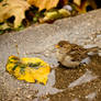 tiny sparrow