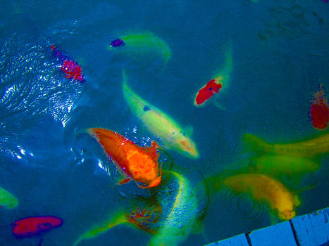 Color Manipulated koi