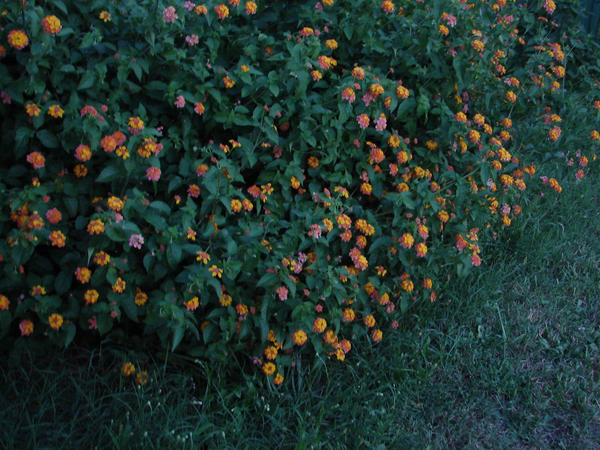 A Random Bush Weird Bush by XemnasBiotch on DeviantArt