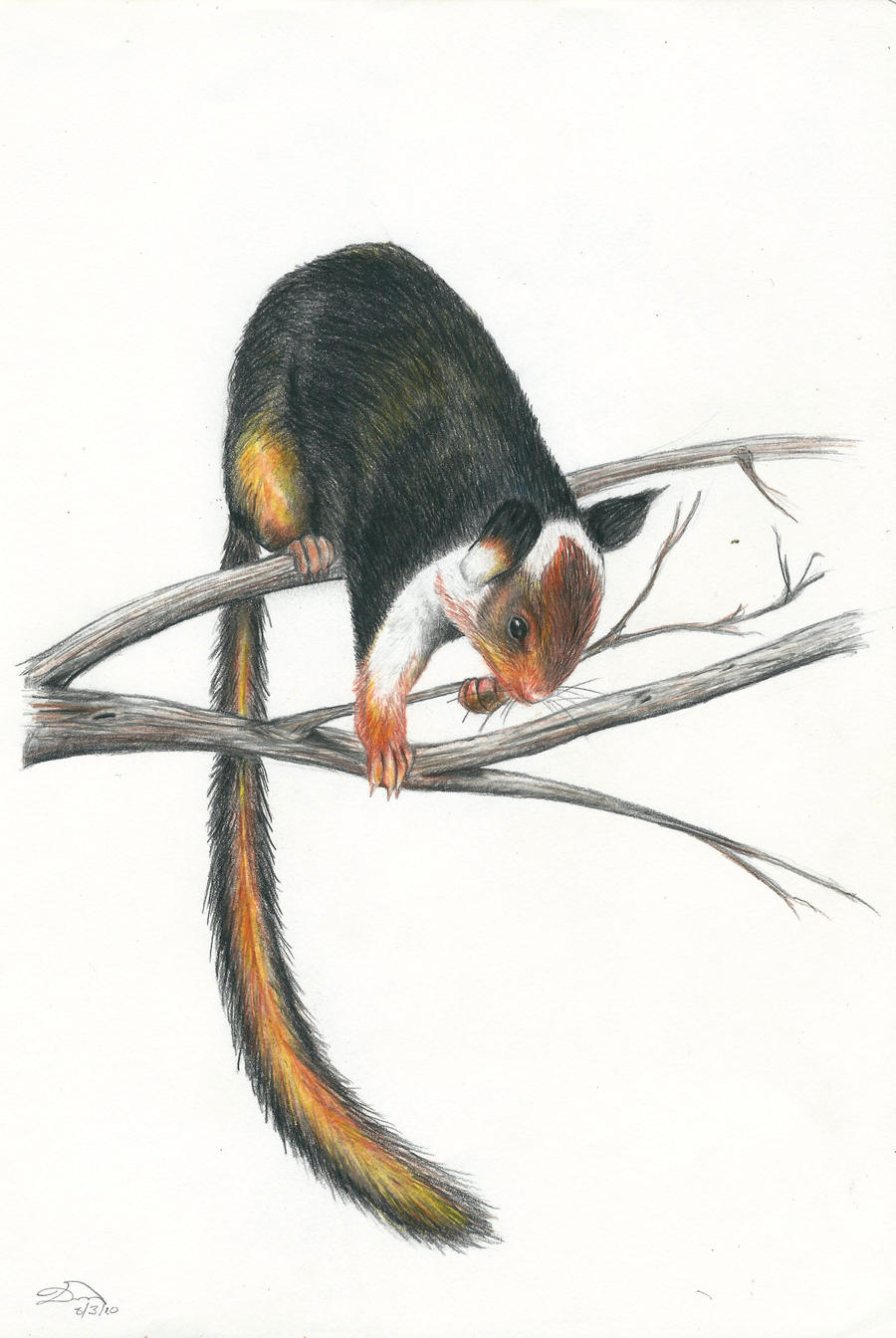 Malabar Squirrel