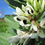 flower of the field bean