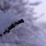 Macro Snow Branch