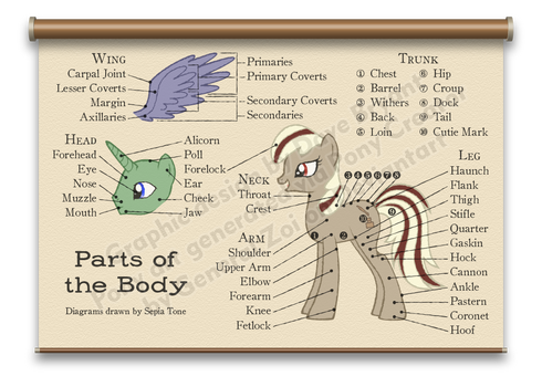 Pony conformation chart