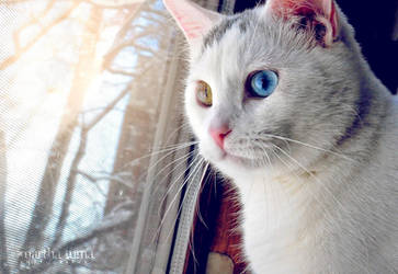 Winnie the Heterochromic Kitty by MarthaTuma