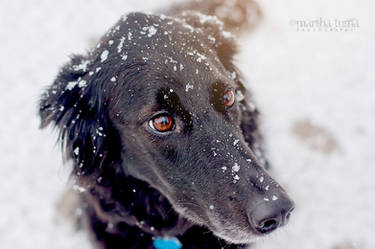 Snow Kisses