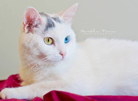 Winnie the Heterochromic Kitty VI