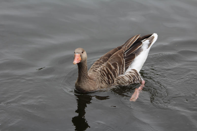 Goose