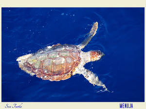 Sea Turtle