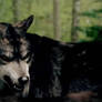 Ceri wolf form1