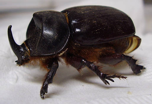 Preserved Rhinocerous Beetle