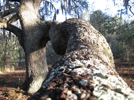 Sitting in Sir Tree's hand