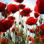 ___Coquelicots___