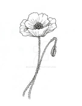 Poppy