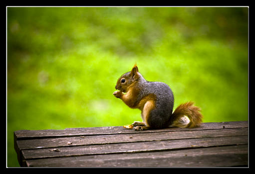 squirrel