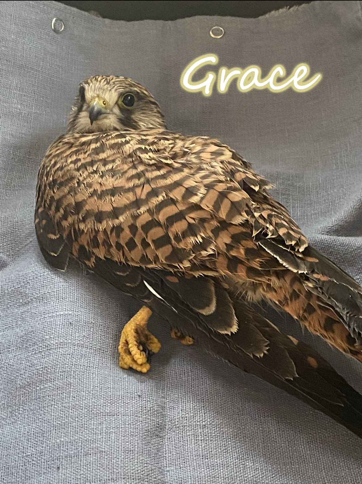 Grace The Common Kestrel female