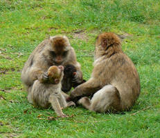 Monkey family