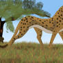 SheCheetah