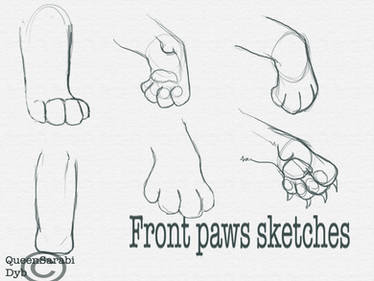 Front Paws Sketches