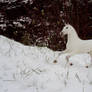 Snowy Field