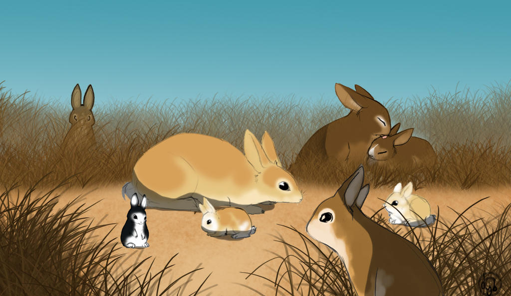 Wild Rabbits by dyb on DeviantArt