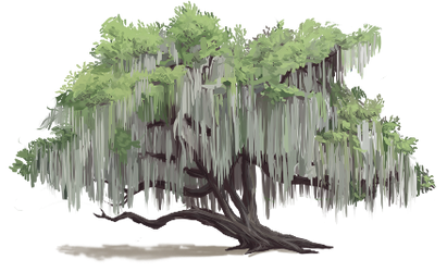 Spanish Moss