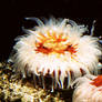 Anenome