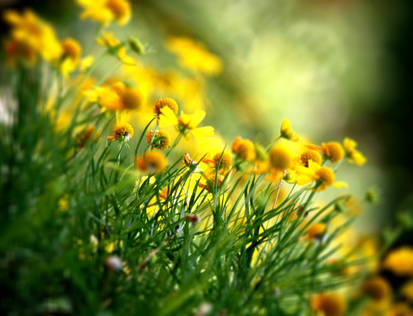 Dazzled by pretty yellow flowers