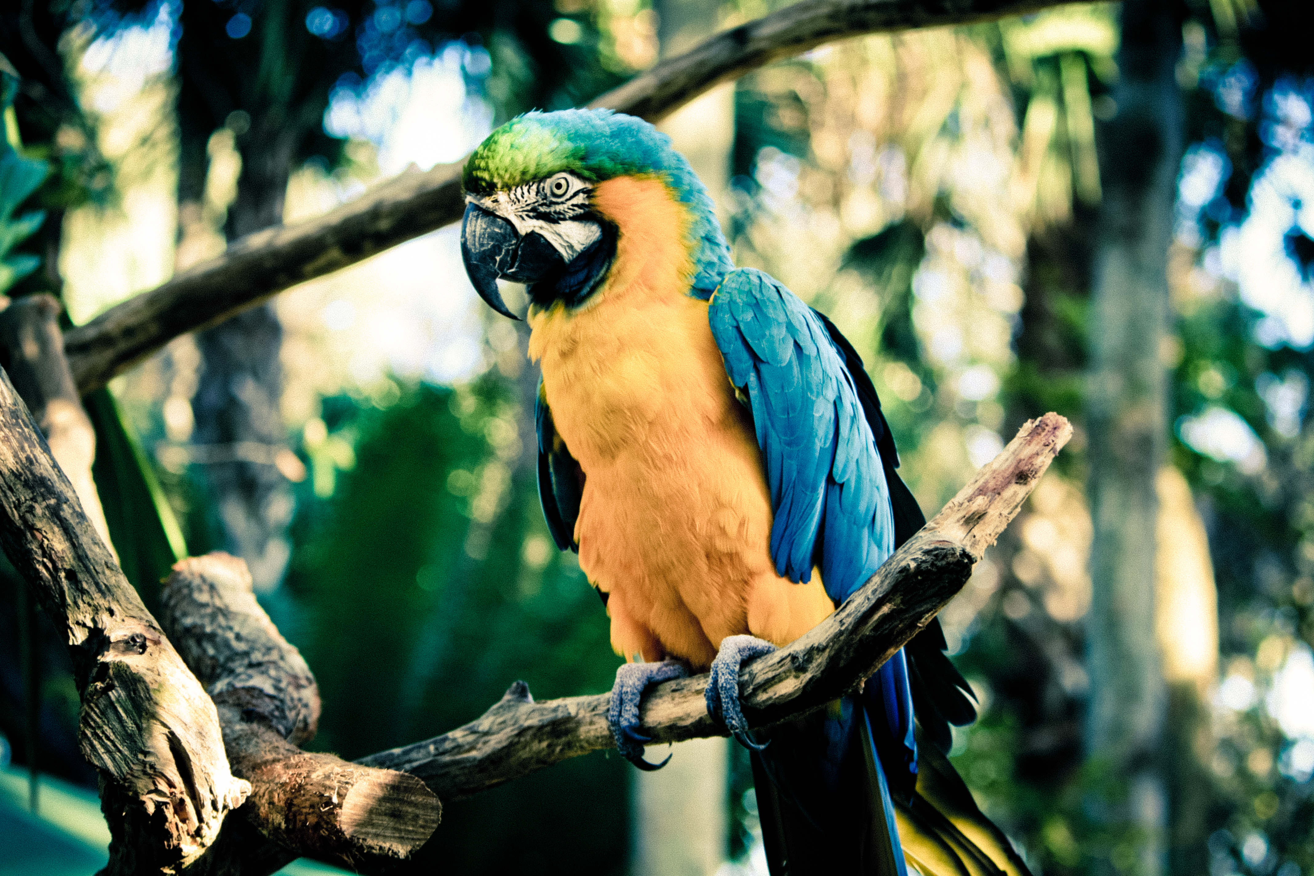 Blue and Yellow Macaw