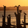 Pelicans hanging around