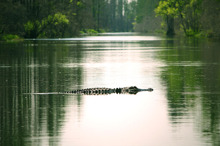 Alligator in the water