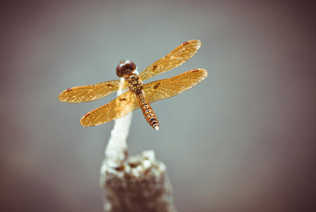 The golden dragon fly