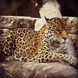 Jassi the Jaguar