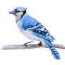 Blue Jay