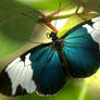 Blue Butterfly