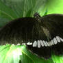 Black Butterfly