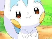 Pachirisu Smiling