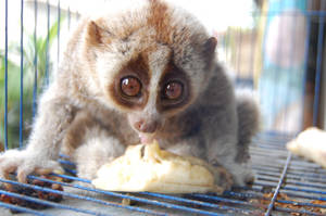 Slow Loris 2