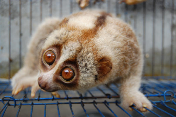 Java Slow Loris Eat Spider Slow Loris 3 by mountain-high on DeviantArt