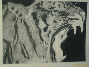 Tiger Scratch Art